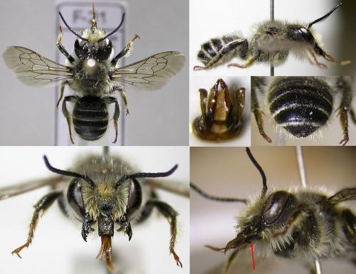 Megachile versicolor