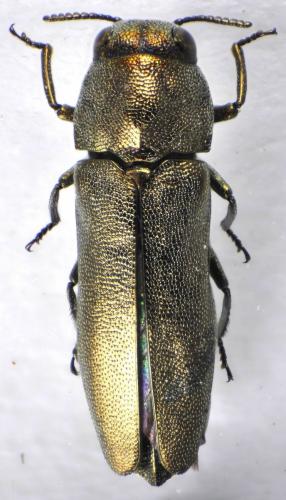 Meliboeus graminis