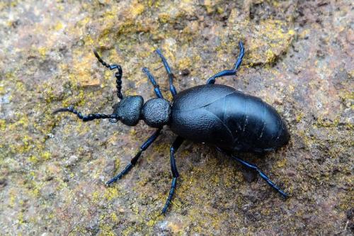 Meloe proscarabaeus