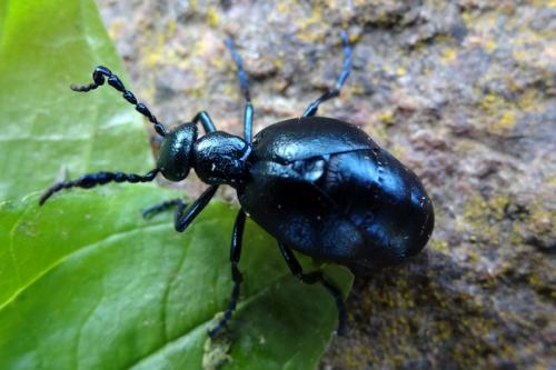 Réf. 116 766 : Meloe violaceus