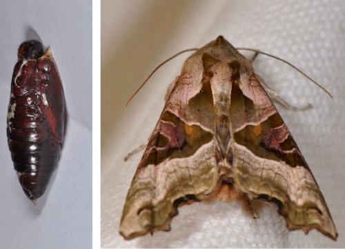 Phlogophora meticulosa