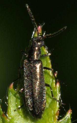 Réf. 116 581 : Dasytes virens