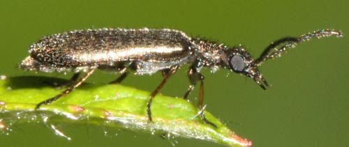 Réf. 116 580 : Dasytes virens
