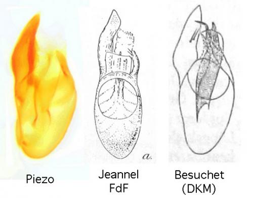 Réf. 116 923 : Bibloporus minutus