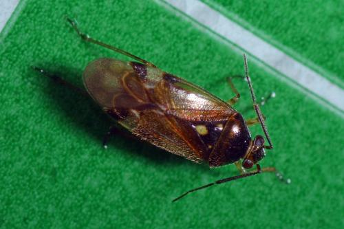 Orthops sp.