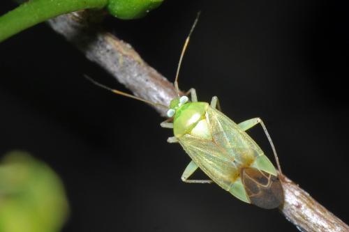 Neolygus contaminatus