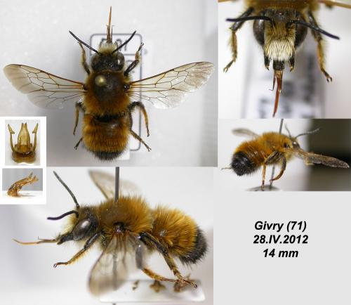 Réf. 116 433 : Megachile parietina