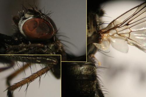 Hylemya vagans