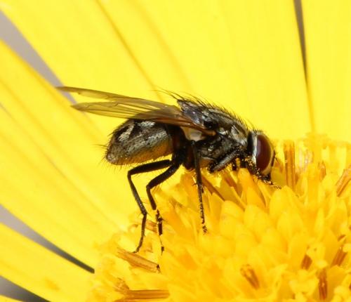 Réf. 116 751 : Musca autumnalis