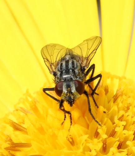 Musca autumnalis