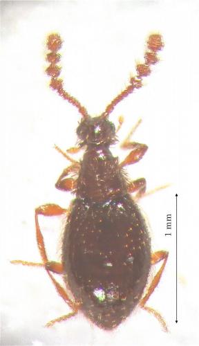 Réf. 116 674 : Euconnus claviger