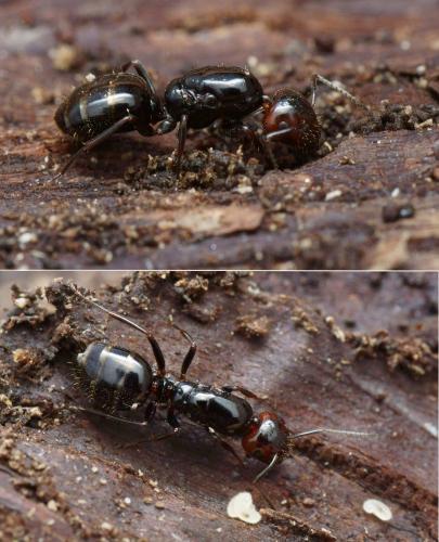 Camponotus lateralis