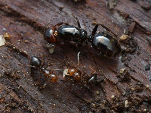 Camponotus lateralis