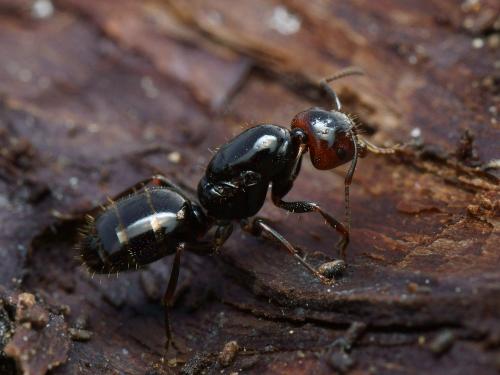 Réf. 116 150 : Camponotus lateralis