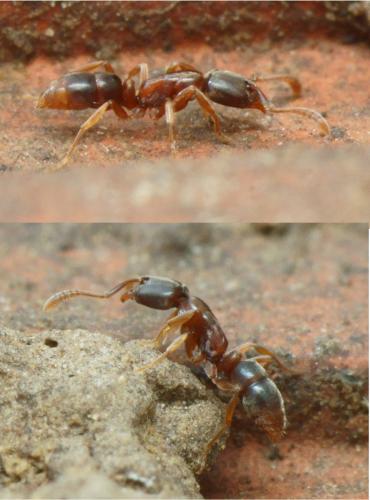 Hypoponera eduardi
