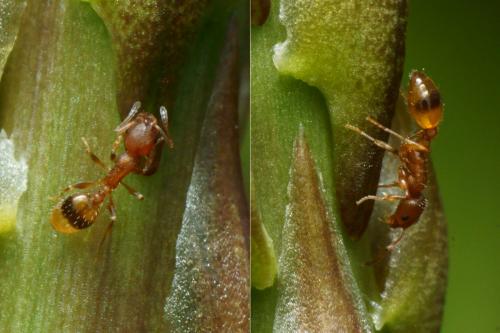 Réf. 116 154 : Temnothorax unifasciatus