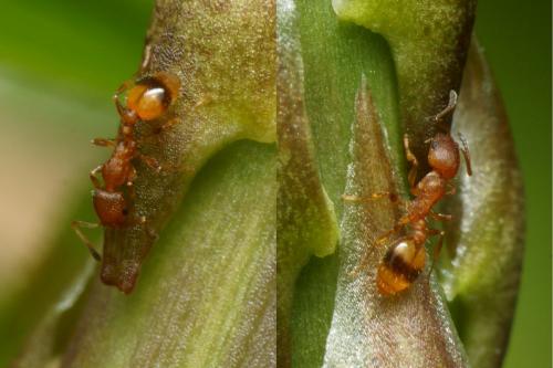 Réf. 116 155 : Temnothorax unifasciatus