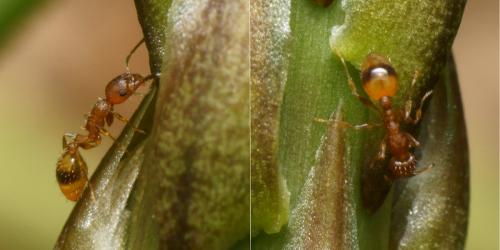 Réf. 116 156 : Temnothorax unifasciatus
