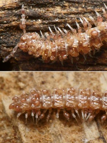 Rhizoglyphus sp.