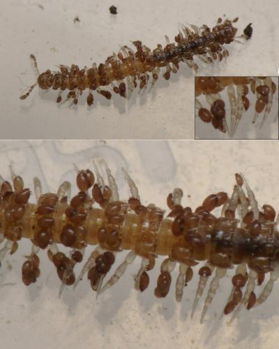 Rhizoglyphus sp.