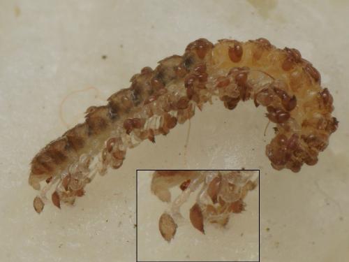 Rhizoglyphus sp.