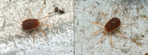 Erythracarus epigeus