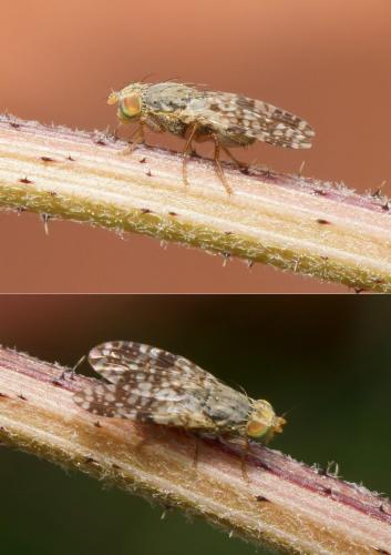 Réf. 116 665 : Tephritis matricariae