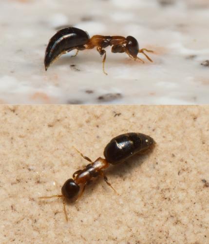 Réf. 116 738 : Sclerodermus ephippius