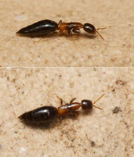 Réf. 116 740 : Sclerodermus ephippius
