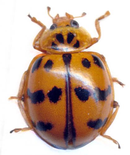 Réf. 116 062 : Harmonia octomaculata