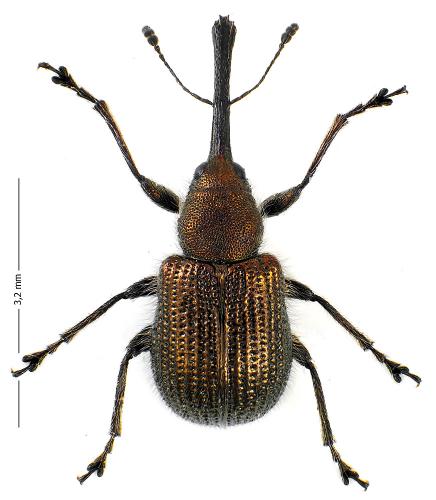 Neocoenorrhinus minutus