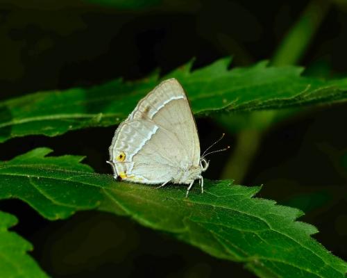 Réf. 116 390 : Favonius quercus