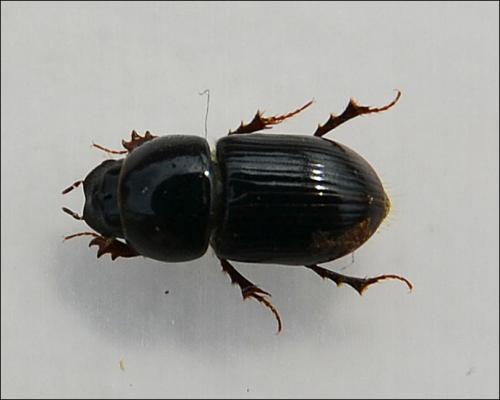 Aphodiinae