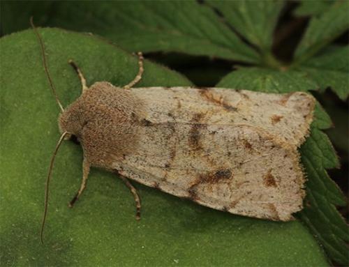 Réf. 116 769 : Orthosia incerta
