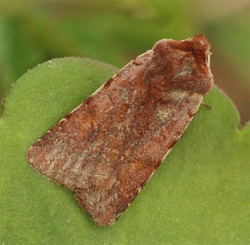 Réf. 116 773 : Cerastis rubricosa