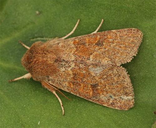 Réf. 116 807 : Orthosia miniosa