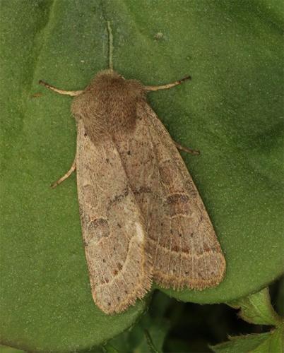 Orthosia cerasi