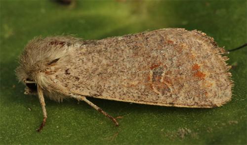 Réf. 116 878 : Orthosia cruda