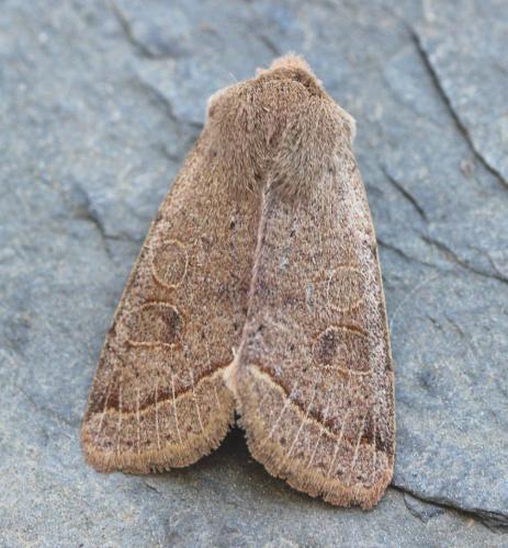 Orthosia cerasi