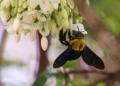Xylocopa sp.