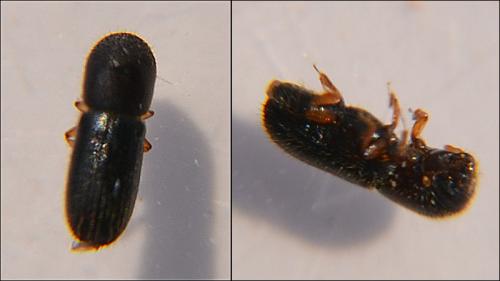 Xyleborinus saxesenii