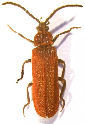 Omalisus victoris