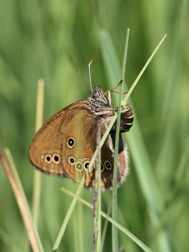Réf. 116 660 : Coenonympha oedippus