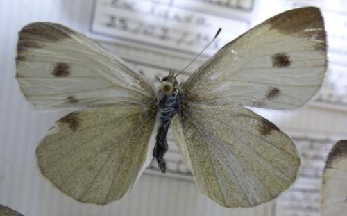 Réf. 116 592 : Pieris mannii