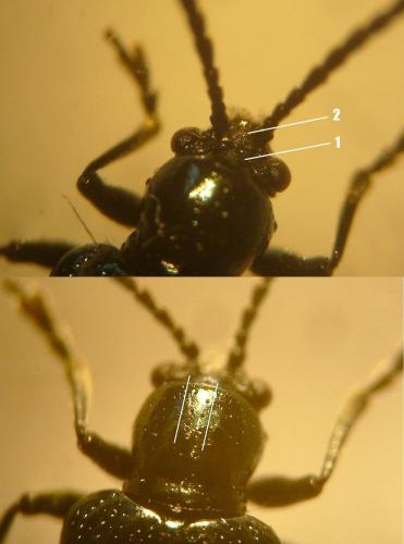 Oulema sp.