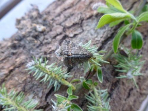 Boudinotiana touranginii