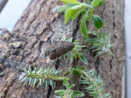 Boudinotiana touranginii