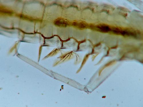 Cloeon sp.
