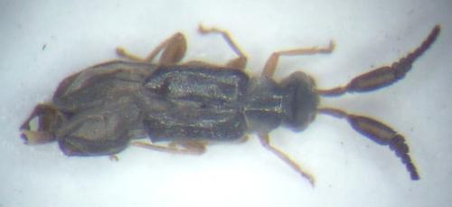 Réf. 116 002 : Prosthaptus sp.