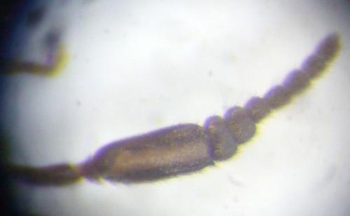 Réf. 116 003 : Prosthaptus sp.